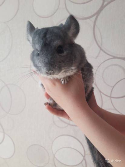 Иммунные реакции на пищу - пищевая аллергия разных типов - часть 2 | университетская клиника