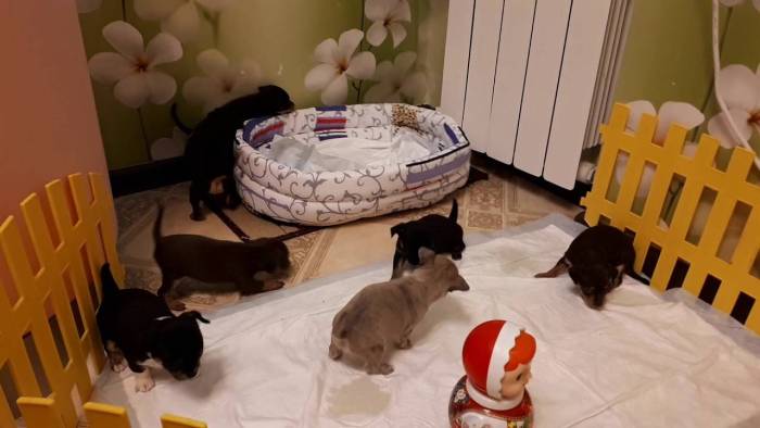 Как приучить собаку ходить в туалет на улице