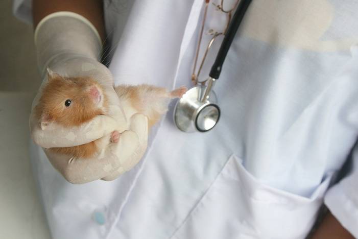 Сколько зубов у хомяка? почему они желтые? как их правильно подрезать? уход за зубами хомяка сирийский хомяк стучит зубами после сна