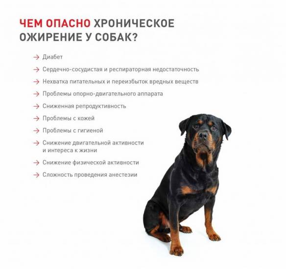 Собака кашляет, как лечить?