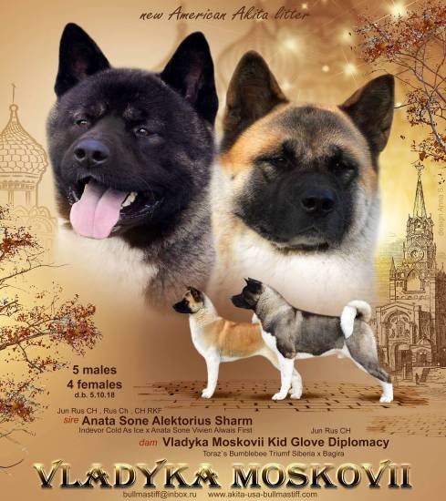 Американская акита: характеристика, уход, чем кормить, щенки, стандарты, дрессировка - zoosecrets