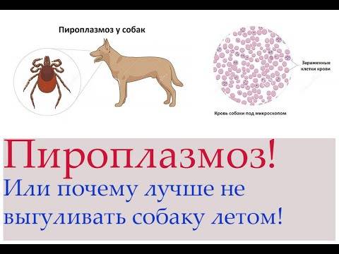 Пироплазмоз (бабезиоз) у крс