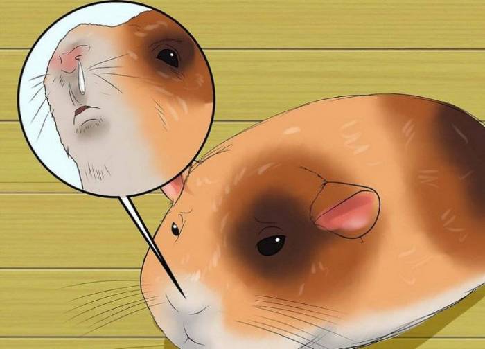 Морская свинка чешется: почему выпадает шерсть, что делать, если животное подпрыгивает и покусывает себя, чем лечить, если зверёк чешется до крови