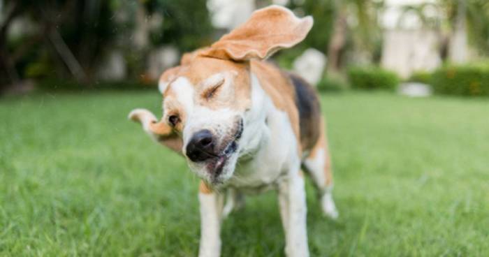 Собака чешет уши и трясет головой: причины и лечение