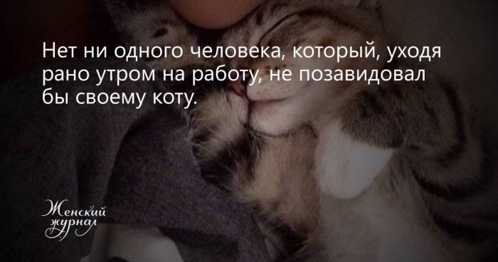 Как подружить в одной квартире кота и кошку: полезные советы