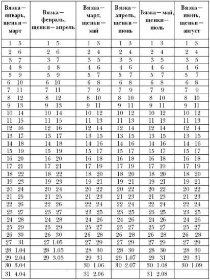 На какой день течки нужно вязать собаку: в какие дни может забеременеть