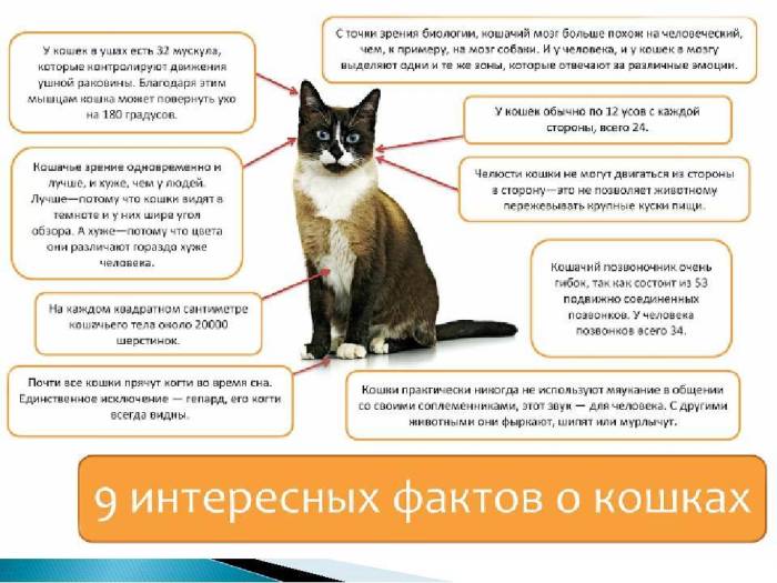 6 причин почему кошка шипит на человека