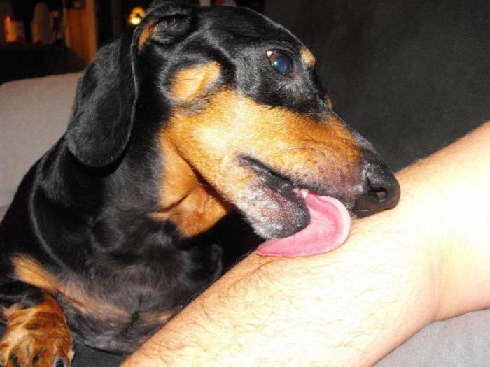 Собака лижет ноги и лицо хозяина — причины и способы коррекции поведения