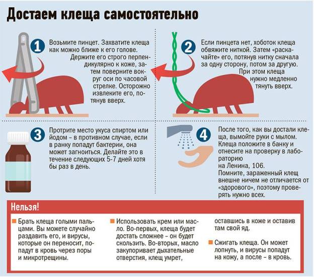 Как вытащить клеща у кота пинцетом, крючком, ниткой