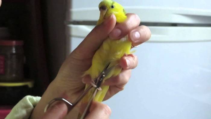 Все об уходе и содержании неразлучников в домашних условиях