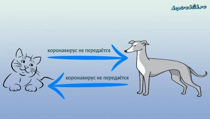 Передается ли коронавирус кошек людям | food and health