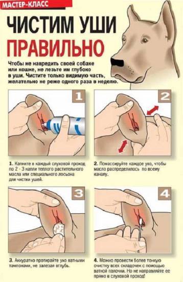 Как почистить уши кошке: приспособления и средства, алгоритм действий, частота проведения процедуры