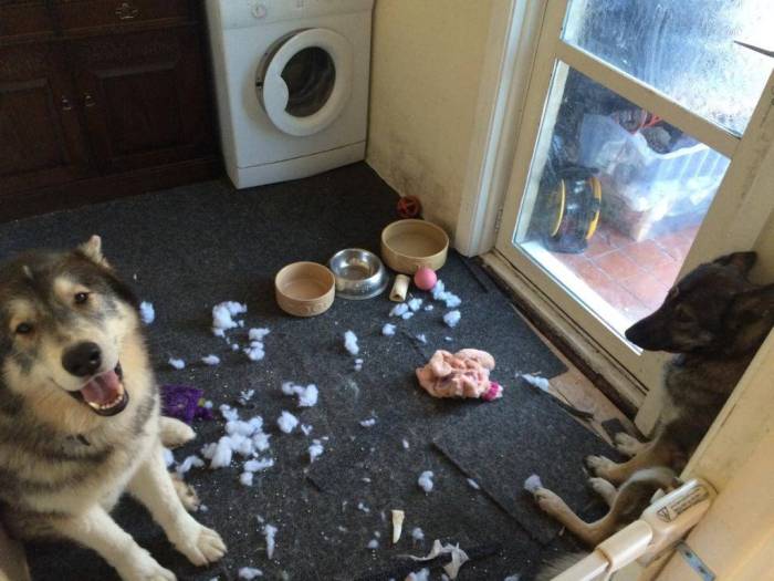 Что делают животные дома в отсутствие хозяина