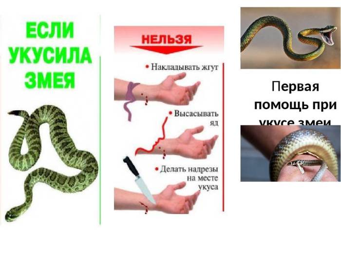 Укусы змей