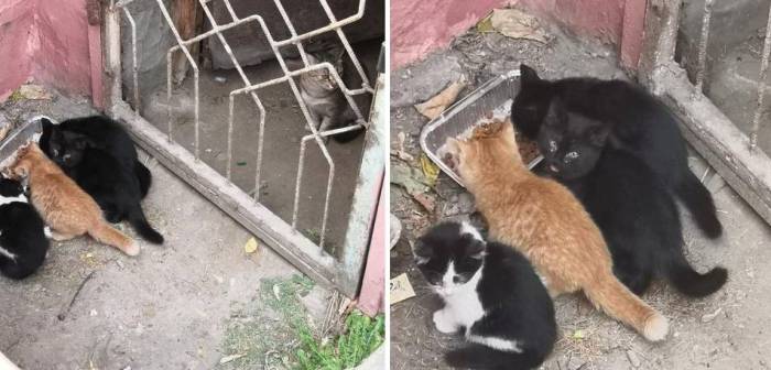 Брошенный ангел