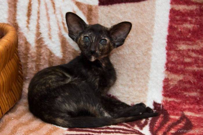 Питомник ориентальных кошек