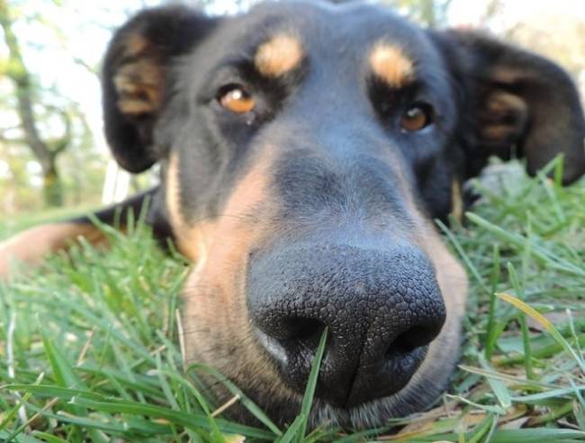Порядок действий при укусе пчелы и возможные последствия для собаки- советы +видео