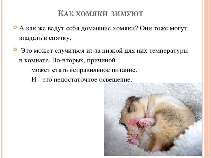 Оцепенение или смерть хомяка | мои домашние питомцы