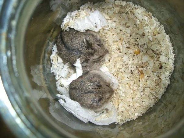 Как ухаживать за хомяком в домашних условиях: содержание, питание, жилище и уход за ним.