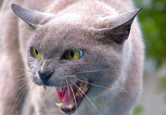 Самые опасные кошки в мире: топ-11
самые опасные кошки в мире: топ-11