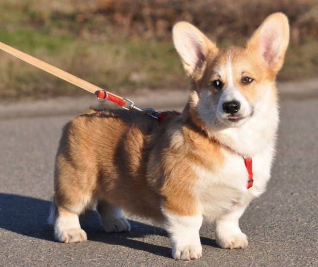 Собака с большими ушами и короткими лапами: порода