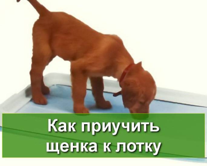 Оставление собаки одной дома: можно ли, что делать, если боится, как приучить щенка