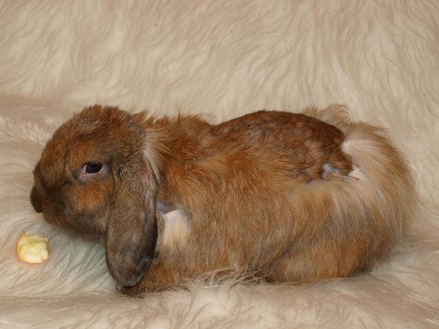 Причины выпадения шерсти у кроликов и методы решения проблемы облысение