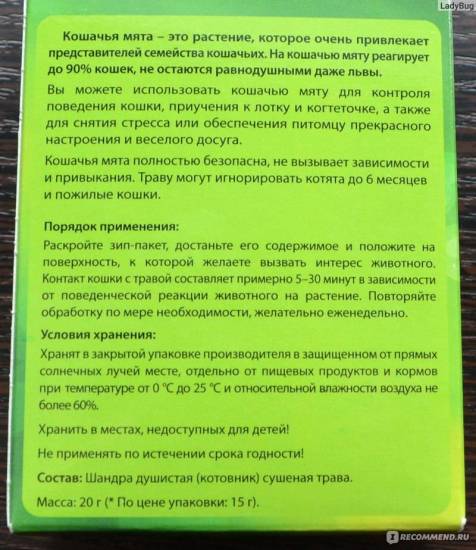 Кошачья мята: описание, полезные свойства и противопоказания для кошек
