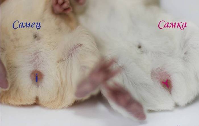 Как определить пол морской свинки? определение пола морской свинки несколькими способами: как понять свинка "мальчик" или "девочка" - автор екатерина данилова - журнал женское мнение