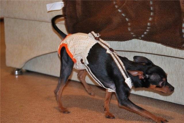 На какой день течки нужно и можно вязать собаку