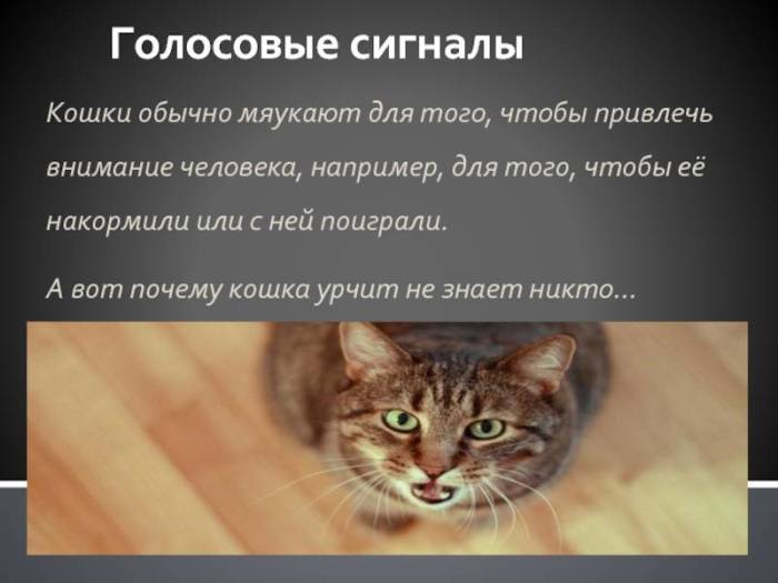 Кошка рычит и шипит – причины, действия