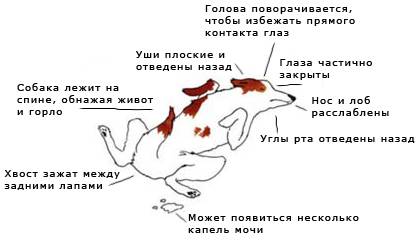 Что делать и почему собака не ест, не пьет воду и только лежит: причины и лечение щенка и пса, когда плохо питается, вялый или трясется несколько дней