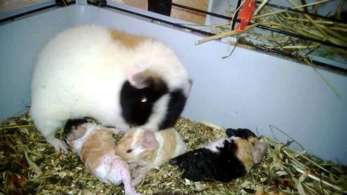 Скрещивание морских свинок