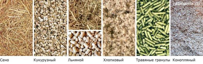 Декоративная крыса — плюсы и минусы содержания. критерии выбора и особенности ухода. фото — ботаничка