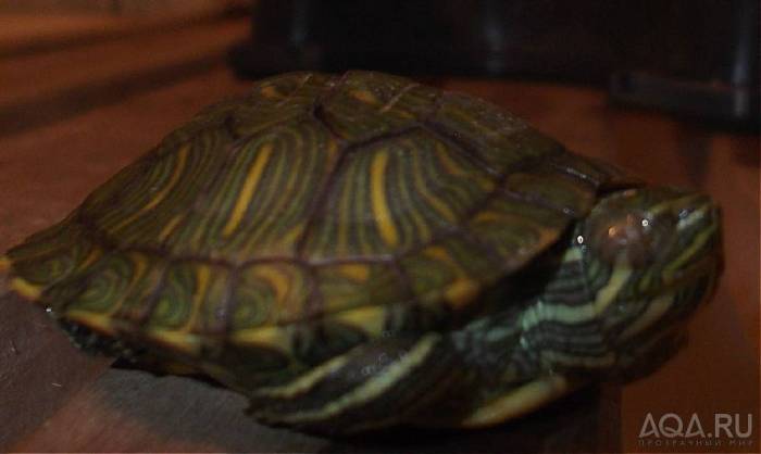 Тимпания или пневмония у красноухой черепахи, вот в чем вопрос