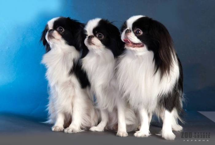 Японский хин: описание и стандарт породы, характер и уход, болезни породы