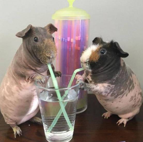 Морская свинка плохо ест: что делать, если животное ничего не пьёт и не ходит в туалет, свинка стала вялой и похудела