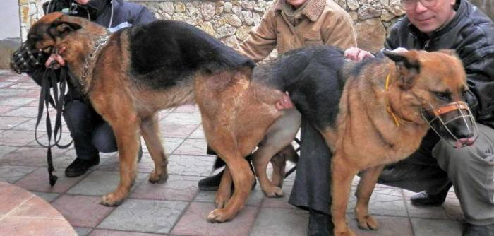 Вязка собак: подготовка, правила, возраст