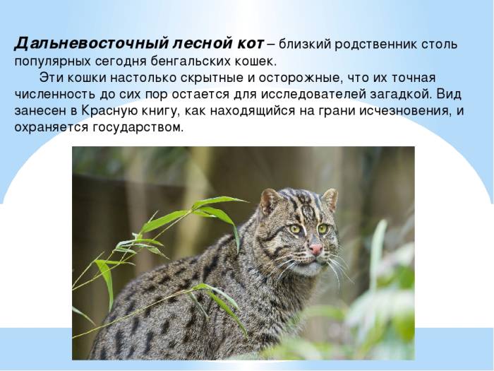 Амурский лесной кот – сообщение; амурский лесной кот – описание, среда обитания, повадки