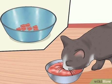 Стресс у кошки: чем вызван и как лечить