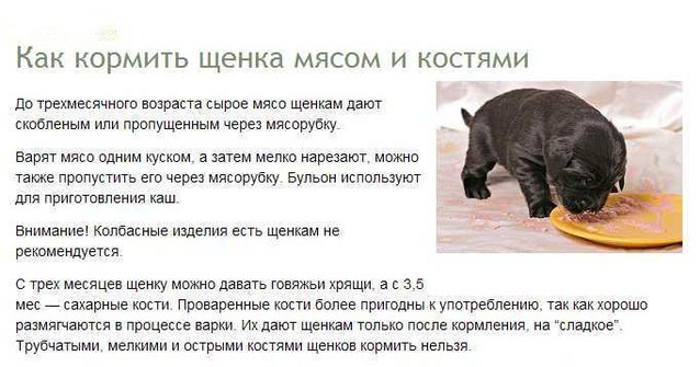 Почему не стоит давать собаке куриные кости и чем их можно заменить?