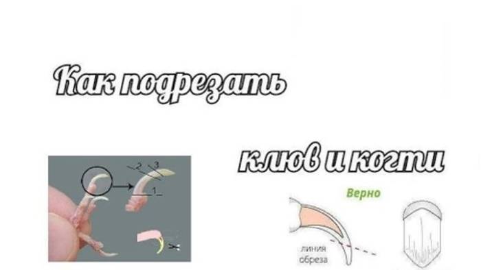 Как подстричь когти попугаю по всем правилам |