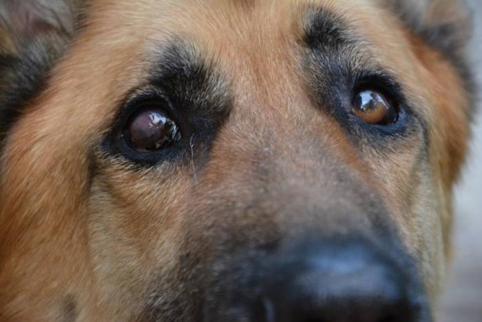 Выделения из глаз у собак (причины, патогенез, диагностика, лечение профилактика). почему у собаки слезятся глаза или появились выделения?