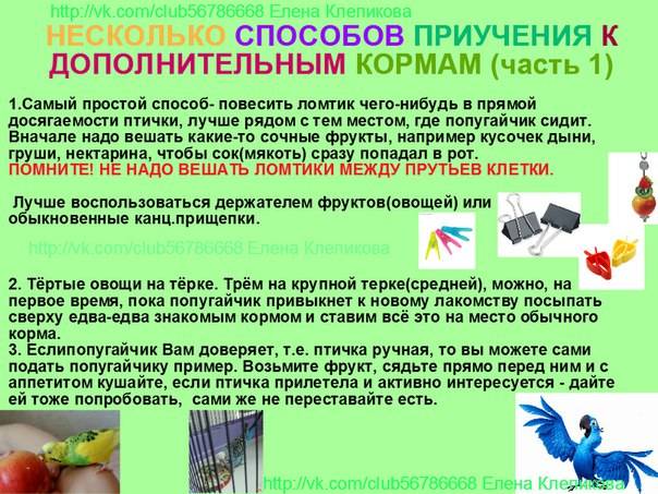 Первый фруктовый прикорм - с чего начать, как правильно вводить и сколько давать - agulife.ru