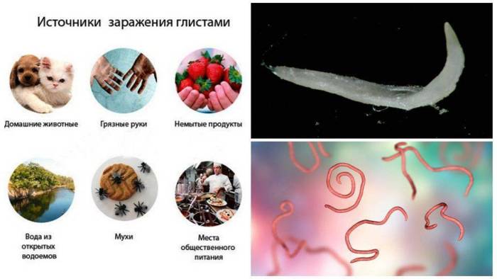 Паразиты у волнистых попугаев – медицинский портал