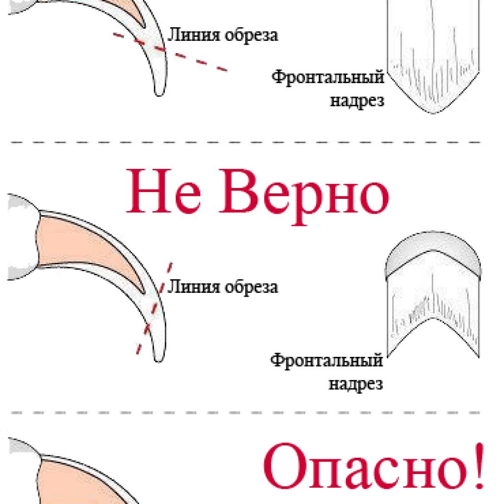 10 «нельзя» для хозяина кошки. уход, питание, кормление. фото — ботаничка