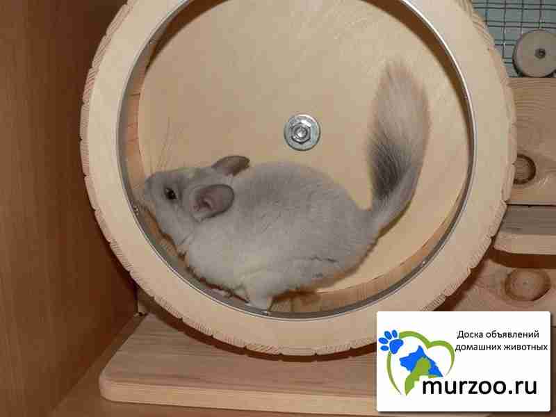 Как сделать колесо для хомяка своими руками, пошаговый алгоритм