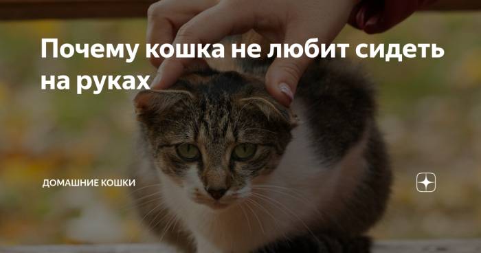 Что делать, если кот нападает на хозяев