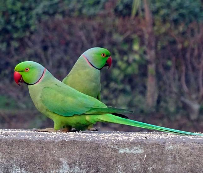 Ожереловый попугай: описание, характер, уход и содержание