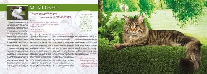 Лучший корм для мейн кунов для шерсти и набора веса